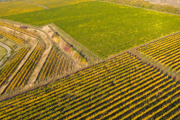 Vineyard drone shot, aerial view from above