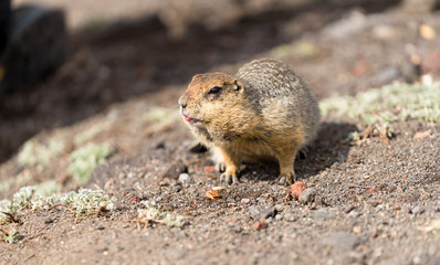 Portrait of a brave curious ground squirrel (Latin: Spermophilus. Also known as suslik or souslik) looking around on the rock. Base camp under Avacha volcano in Kamtchatka peninsula, Russian far East.