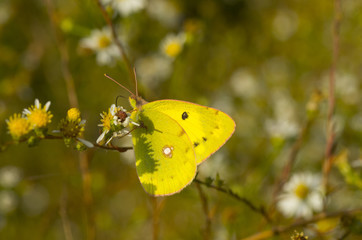 closeup of yellow butterfly