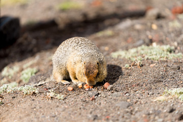 Portrait of a brave curious ground squirrel (Latin: Spermophilus. Also known as suslik or souslik) looking around on the rock. Base camp under Avacha volcano in Kamtchatka peninsula, Russian far East.
