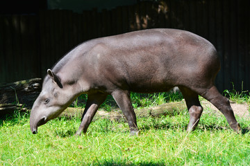 a tapir walks in a prairie - obrazy, fototapety, plakaty