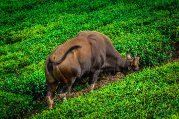 Indian Gaur At Tea Estate, Munnar, India