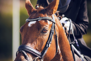 The muzzle of a red horse, dressed in a bridle and other ammunition for equestrian sports and illuminated by bright sunlight in the summer, behind in the saddle which sits a rider.