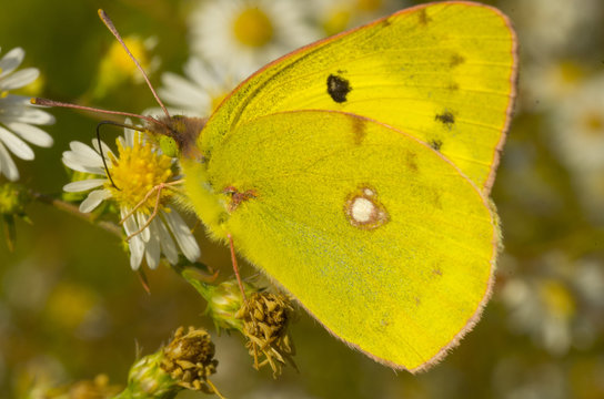 closeup of yellow butterfly