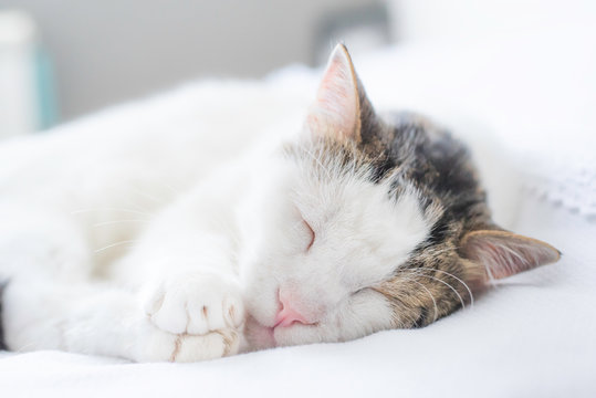 White cat sleeping in bright room. Close up 
