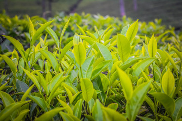 Close up of Fresh Green Tea Leaves