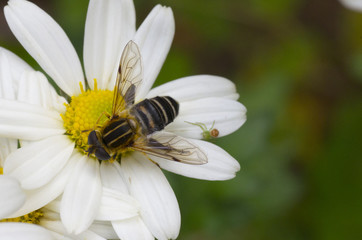 Obraz premium flower fly on white daisy