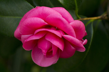 blossom of camellia flower