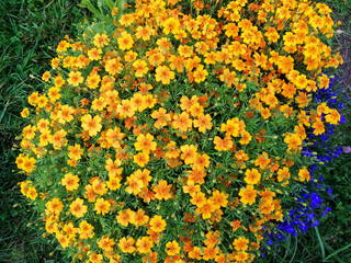 Obraz premium Wildflowers for background and combined images