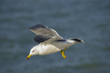 seagull in flight