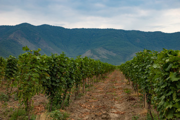 Fototapeta na wymiar Plantation of vineyards with mountains in the background