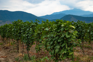 Fototapeta na wymiar Plantation of vineyards with mountains in the background