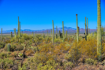 Fototapeta na wymiar Saguaro cactus in Saguaro National Park