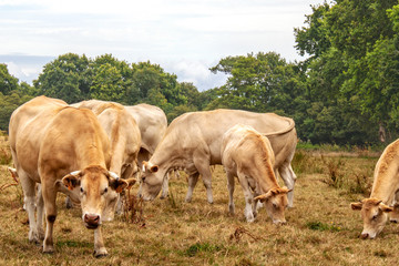 Vaches blonde d'Aquitaine au pré