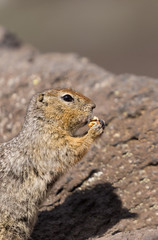 Portrait of a brave curious ground squirrel (Latin: Spermophilus. Also known as suslik or souslik) eating a walnut on rock in base camp under Avacha volcano in Kamtchatka peninsula, Russian far East.