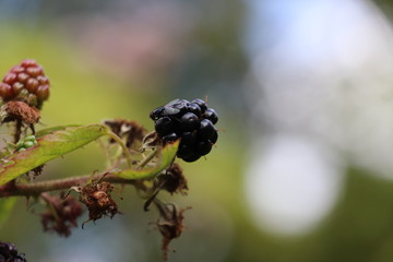 fly sitting on a black currant 