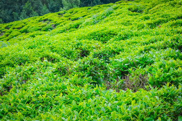 Close up of Fresh Green Tea Leaves