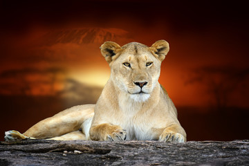 Lion on savanna landscape background and Mount Kilimanjaro at sunset