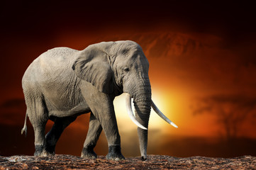 Elephant on savanna landscape background and Mount Kilimanjaro at sunset