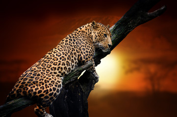 Fototapeta na wymiar Leopard on savanna landscape background and Mount Kilimanjaro at sunset
