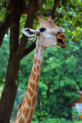 Giraffe 2