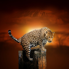 Naklejka na ściany i meble Leopard on savanna landscape background and Mount Kilimanjaro at sunset