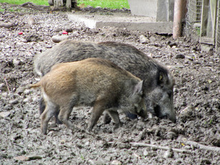 Wildschwein mit Kind