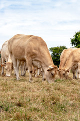 Vaches blonde d'Aquitaine au pré