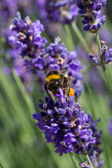 Abeille