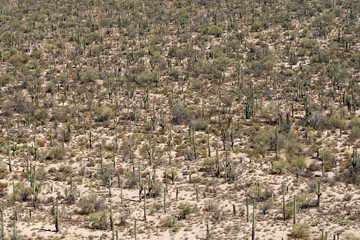 A cluster of saguaro cactus in Arizona