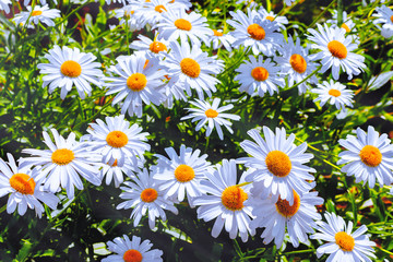 Fototapeta premium Chamomile flower field,Chamomile in the nature