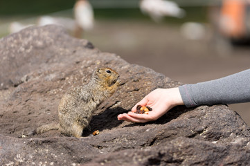 Feeding from hand of a brave curious ground squirrel (Latin: Spermophilus. Also known as suslik or souslik).. Base camp under Avacha volcano in Kamtchatka peninsula, Russian far East.