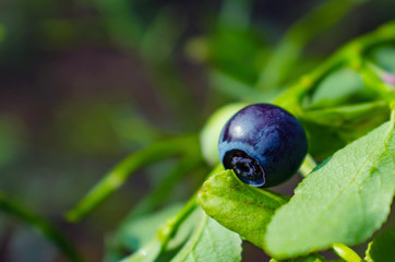 Forest blueberries on a bush close-up among the leaves. Wild berries concept, place for text. Antioxidant. The concept of healthy organic food.