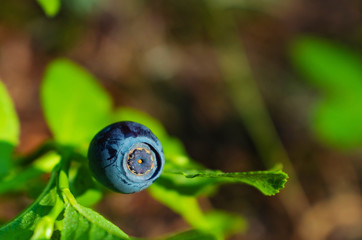 Forest blueberries on a bush close-up among the leaves. Wild berries concept, place for text. Antioxidant. The concept of healthy organic food.