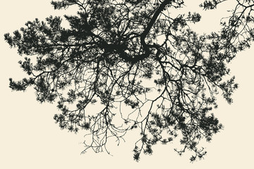 pine tree and branches silhouette. detailed vector illustration