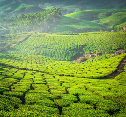 Beautiful Green Tea plantation, Munnar