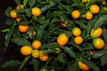 Kumquat mit Früchten