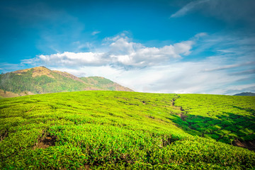 Fototapeta premium Beautiful Green Tea plantation, Munnar
