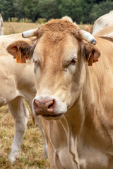 Vaches blonde d'Aquitaine au pré