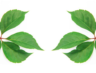 natural green chestnut leaves with veins on a white background