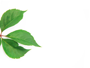 Naklejka na ściany i meble natural green chestnut leaves with veins on a white background