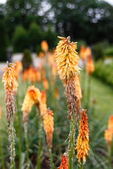 Old German monastery with a fantastic garden