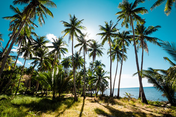 Obraz na płótnie Canvas A forest of palm trees on a sunny day