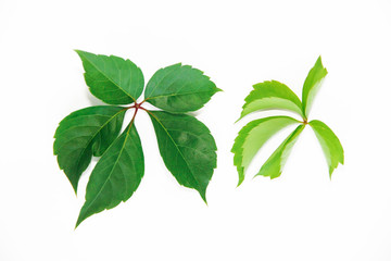 natural green chestnut leaves with veins on a white background