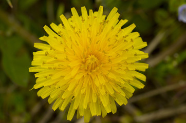 yellow dandelion blossom