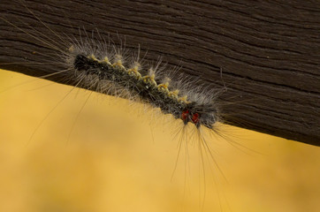 larva of butterfly - hairy caterpillar 