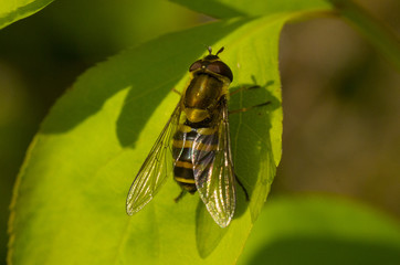 flower fly on the green leaf