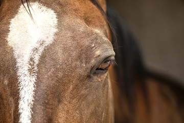 macro shot of a horse eye