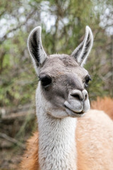 Obraz premium Vigogne