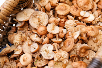 Champignon